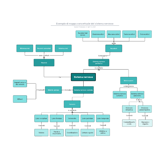 Go to Esempio di mappa concettuale del sistema nervoso template