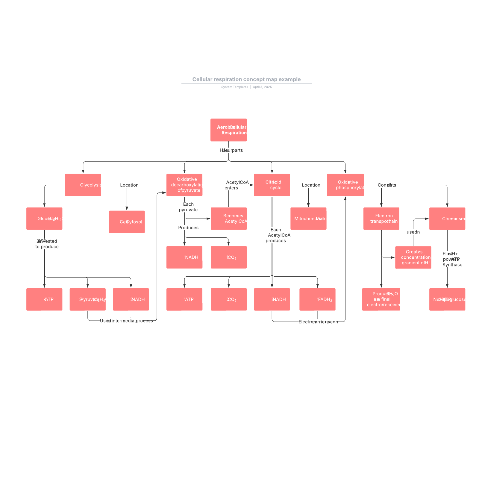 Cellular respiration concept map example example