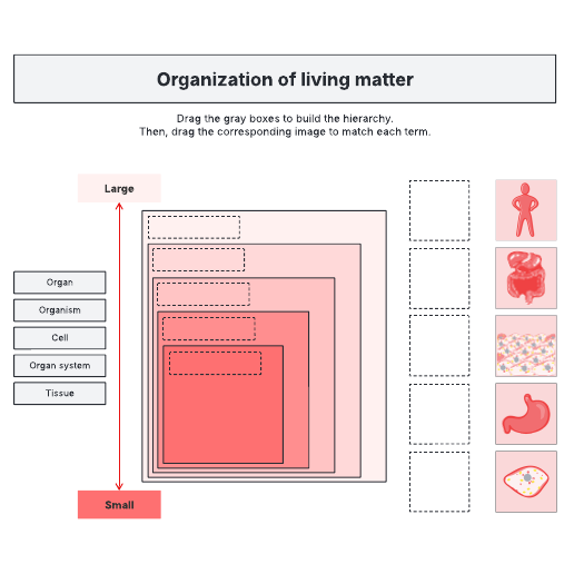 Go to Organization of living matter hierarchy template