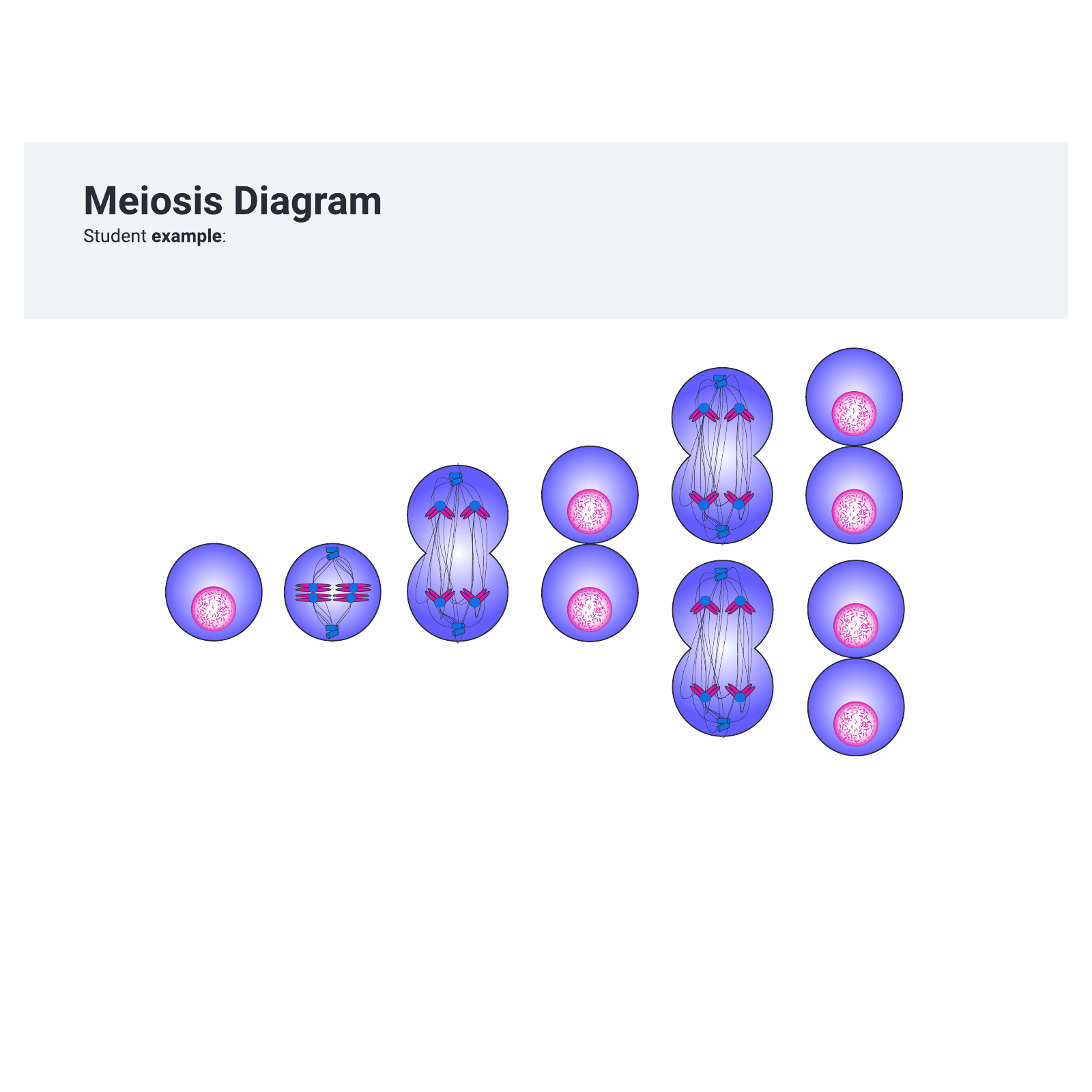 Meiosis example example
