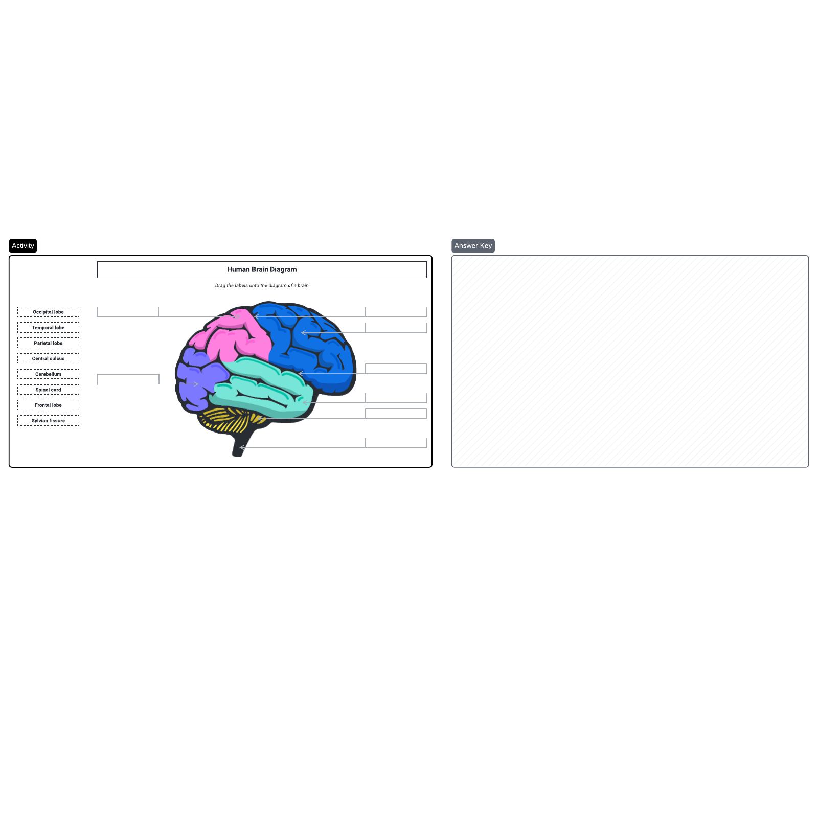 Human brain diagram example