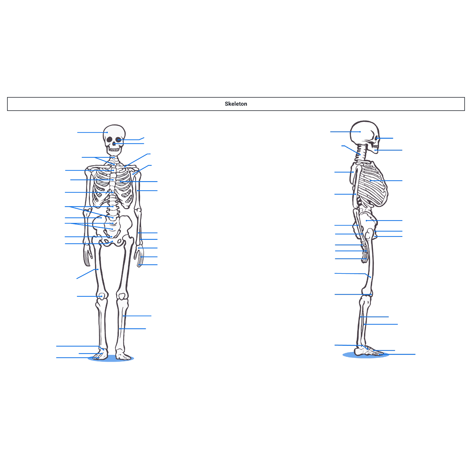 Skeleton diagram Biology Diagrams