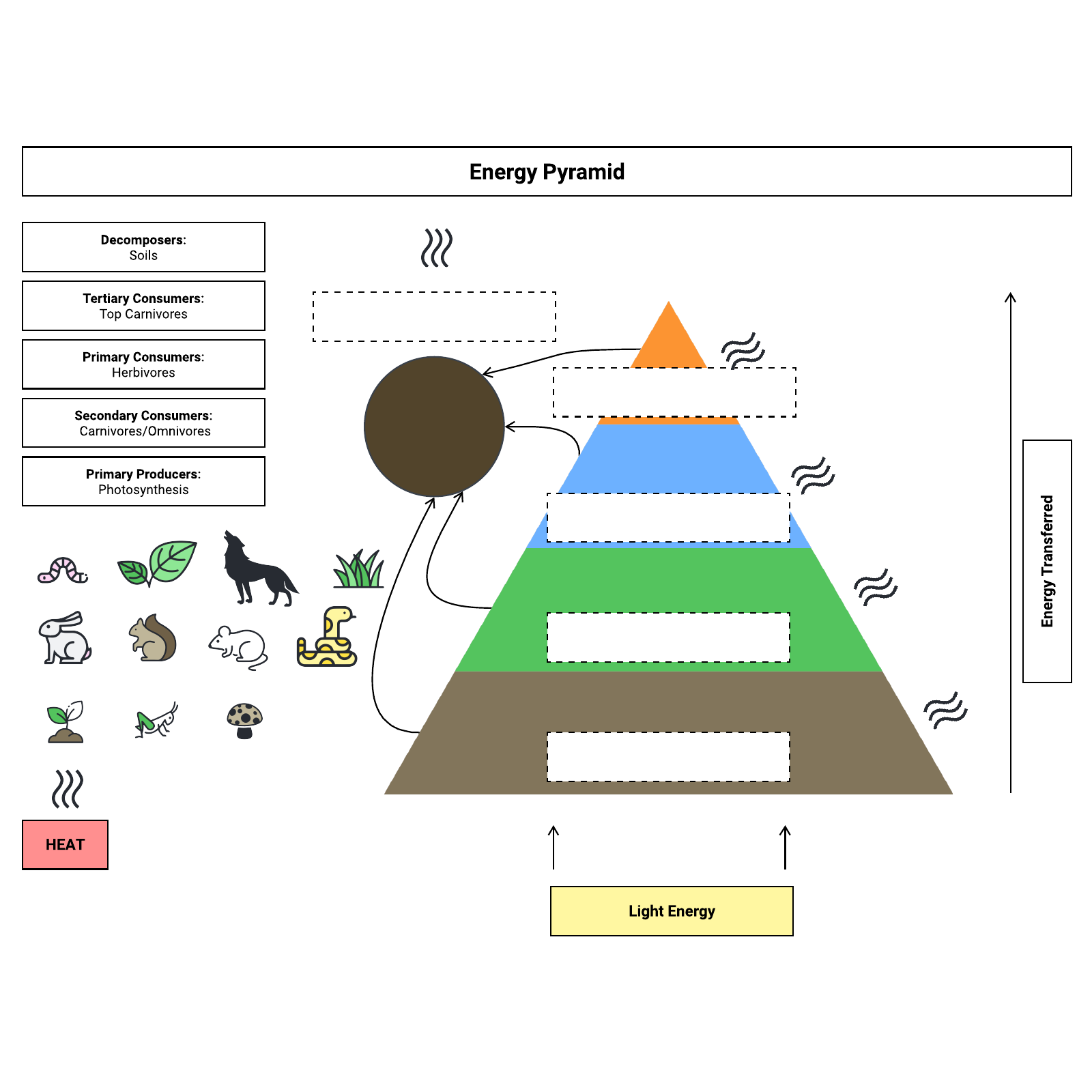 Eco system energy flow pyramid example