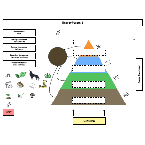 Eco system energy flow pyramid