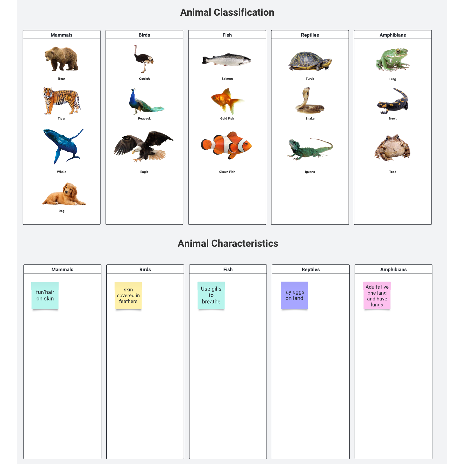 animal classification chart