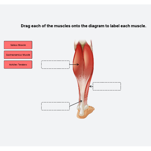 Go to Calf muscle diagram template