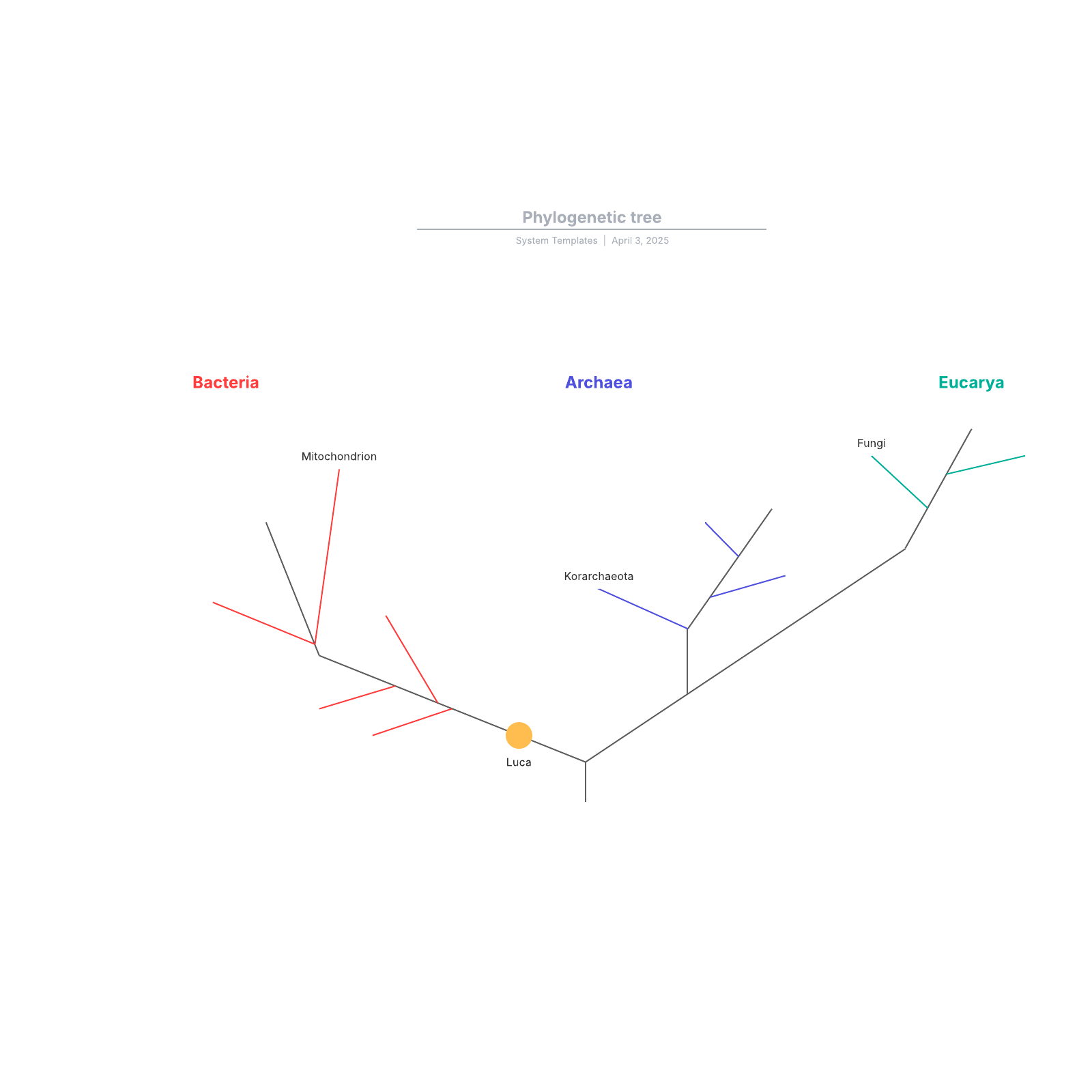 Phylogenetic tree example