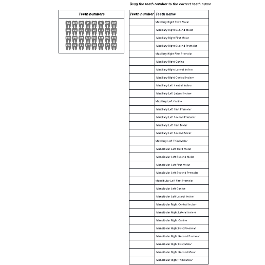 Go to Tooth identification quiz template